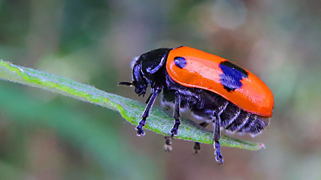 Von den Blättern des Weißdorns, der Eschen und der Weiden, auf denen er meist zu finden ist, ernährt sich dieser Nachbar.