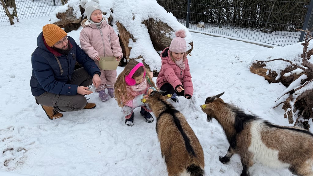 In der Kita Nordwest „Tierpädagogisches Zentrum“ dürfen die Kinder mit der pädagogischen Fachkraft Toni Matthies die Zwergziegen füttern. 