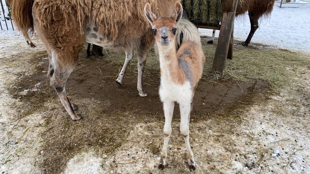 Lama-Jungtier im Wiesenpark Oschersleben.