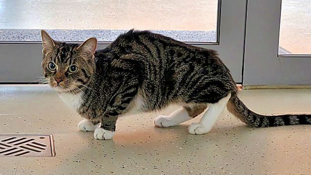 Kater Noah wurde in einer Mülltonne in Dessau gefunden. Das Tier war abgemagert und halb erfroren.