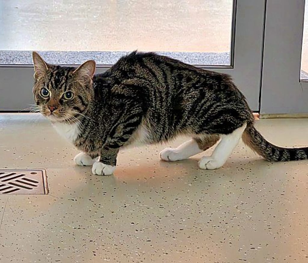 Residents call the animal shelter: Stiff, frozen, skin and bones: Unknown ...