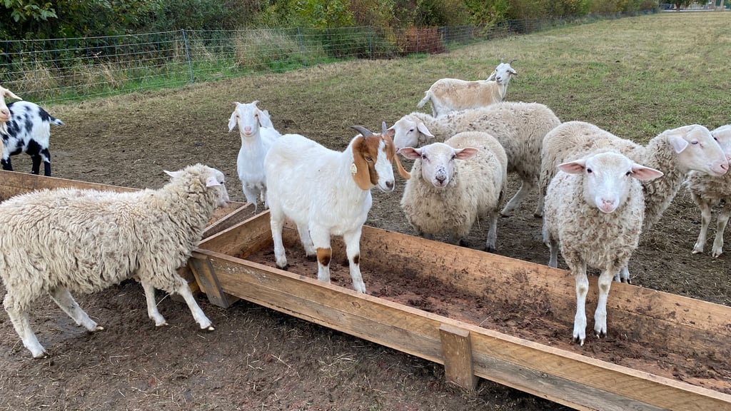 Zu- und Fortgezogene: 15 weg, fünf neue Mitbürger – minus zehn, eine der Bilanzen der Atzendorfer Idylle.
