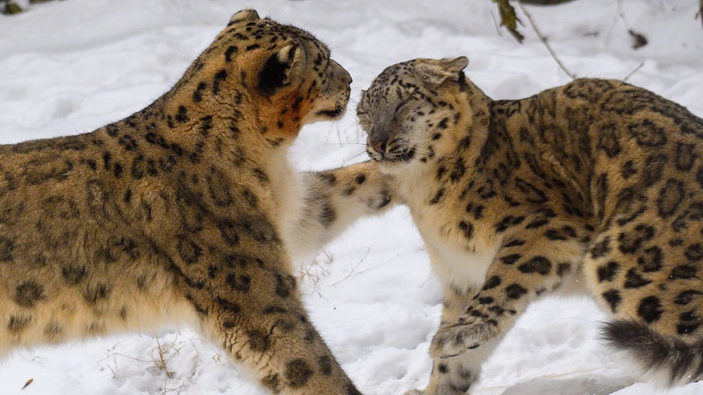 Schnee und Dauerfrost sorgen für Ausgelassenheit bei den Schneeleoparden im Magdeburger Zoo.