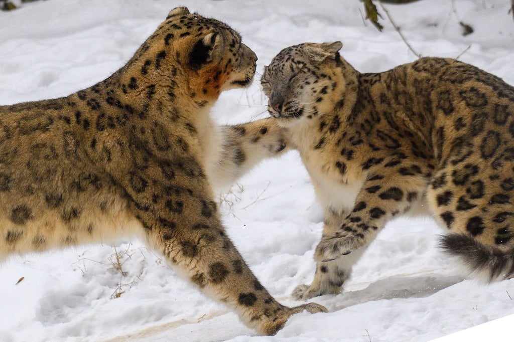 Schnee und Dauerfrost sorgen für Ausgelassenheit bei den Schneeleoparden im Magdeburger Zoo.