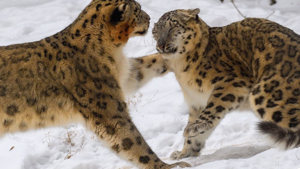 Schnee und Dauerfrost sorgen für Ausgelassenheit bei den Sibirischen Tigern im Magdeburger Zoo.
