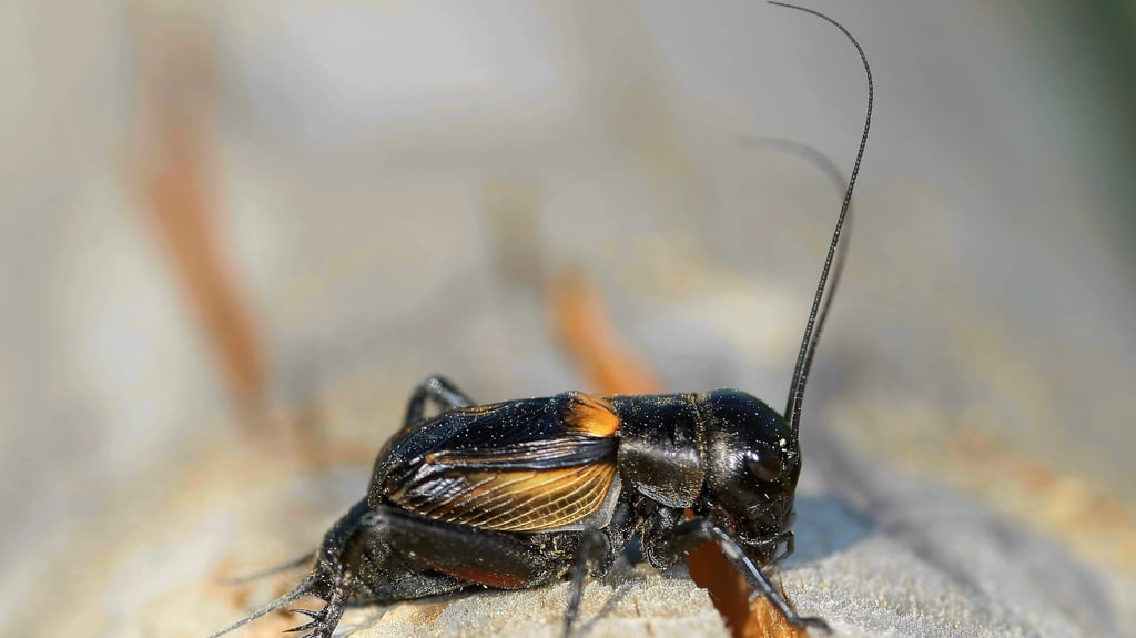 Heiden, Bahndämme und Magerrasen, vor allem aber trockenwarm liebt es dieser Mitbewohner in Halle.