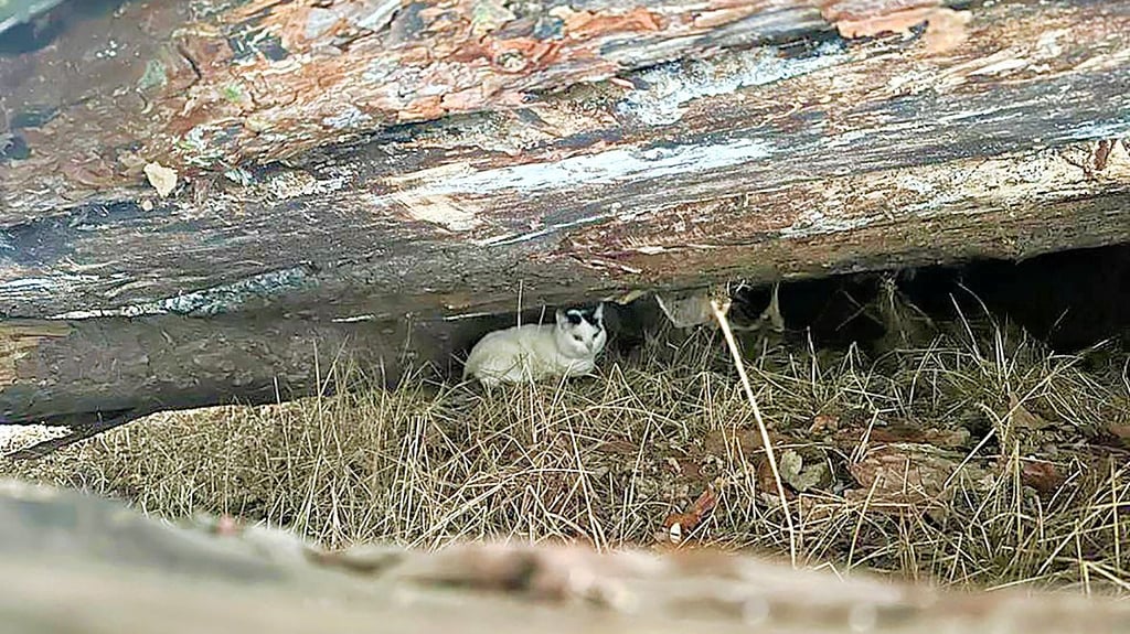 Unter einem Baumstamm hatte das Tier vor der eisigen Kälte Schutz gesucht. Die kleine Katze war von Unbekannten mitten in der eiseskälte ausgesetzt worden.&nbsp;