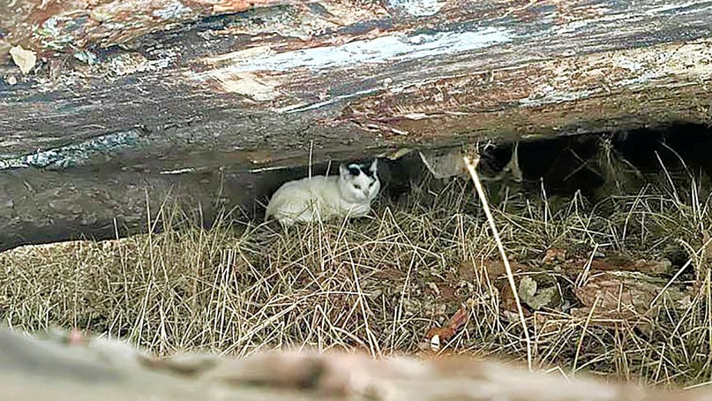Unter einem Baumstamm hatte das Tier vor der eisigen Kälte Schutz gesucht. Die kleine Katze war von Unbekannten mitten in der eiseskälte ausgesetzt worden.&nbsp;