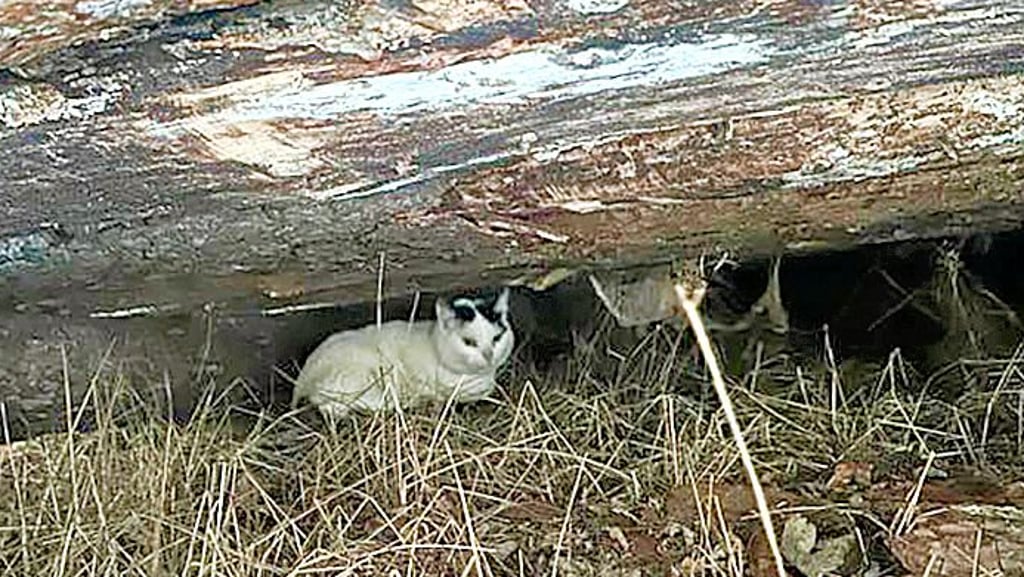 Unter einem Baumstamm hatte das Tier vor der eisigen Kälte Schutz gesucht.