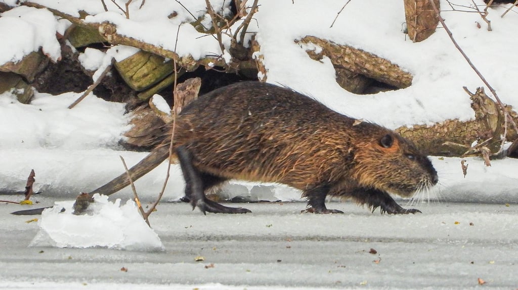 In Salzwedel werden vermehrt Nutria gesichtet. Während die einen sie als süße Nagetiere beschreiben, sind sie eine Plage für andere.
