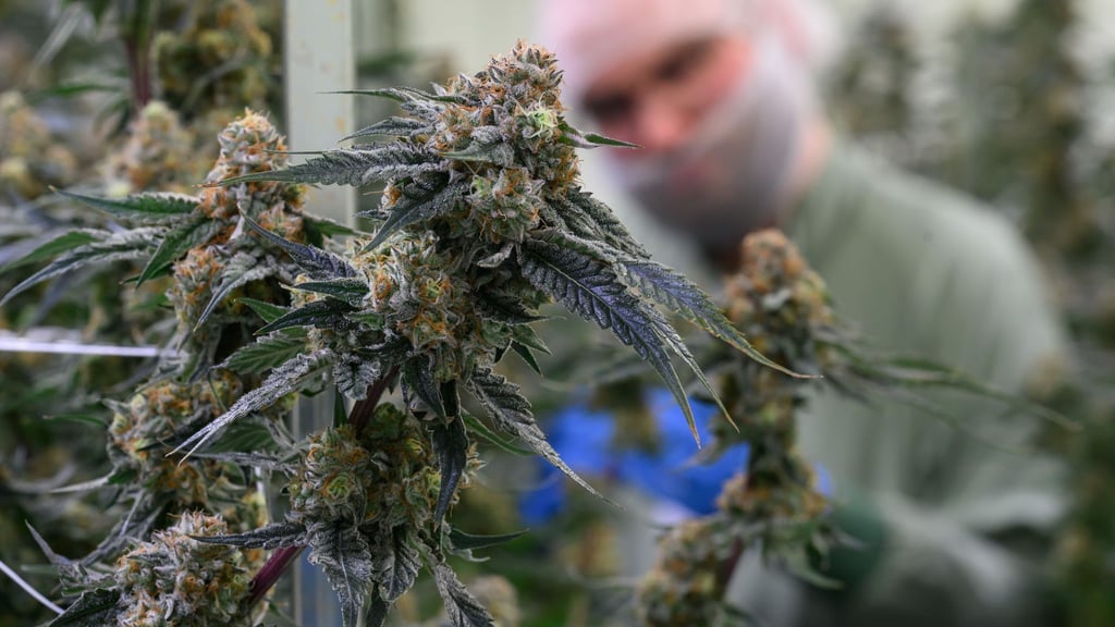 Cannabis kann unter anderem Menschen mit chronischen Schmerzen helfen.