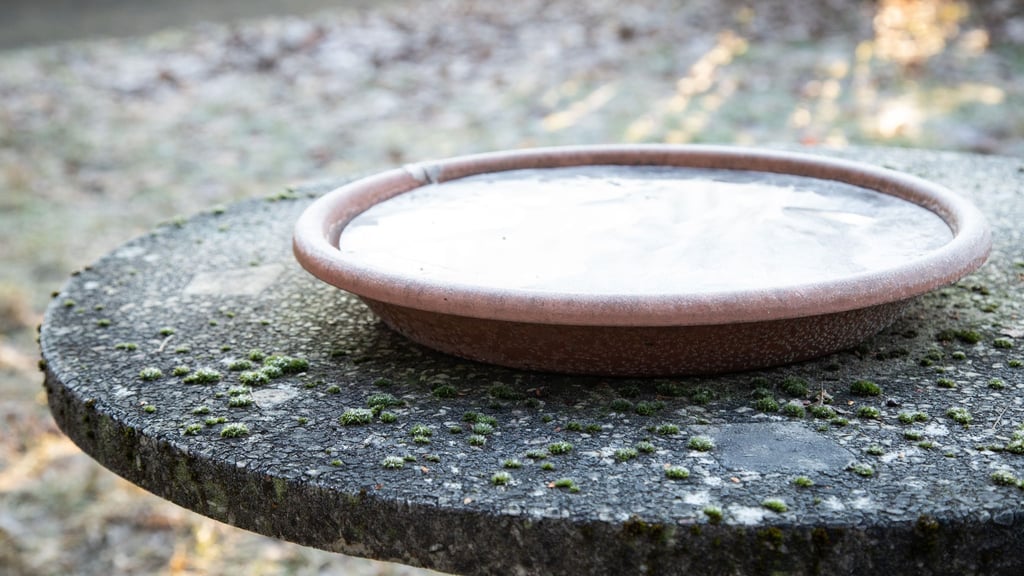 Bei Minusgraden: Eine vereiste Vogeltränke bietet Vögeln kein Trinkwasser mehr.