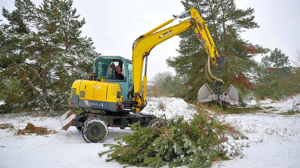 Mitarbeiter des städtischen Bauhofs fällen Bäume und Sträucher auf einem Gelände an den Lise-Meitner-Straße in Stendal.