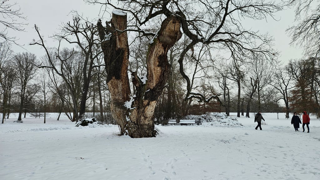 Auch im Winter ist eine Eiche als ältester Baum Magdeburgs im Herrenkrugpark ein Ausflugsziel.