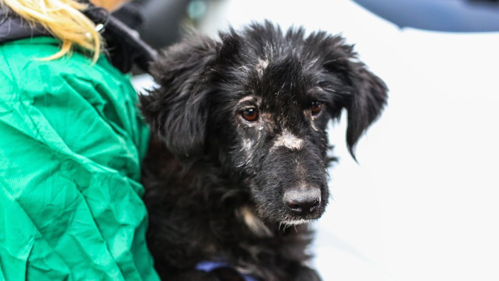 Razzia im Dezember 2024: Einer der geretteten Hunde