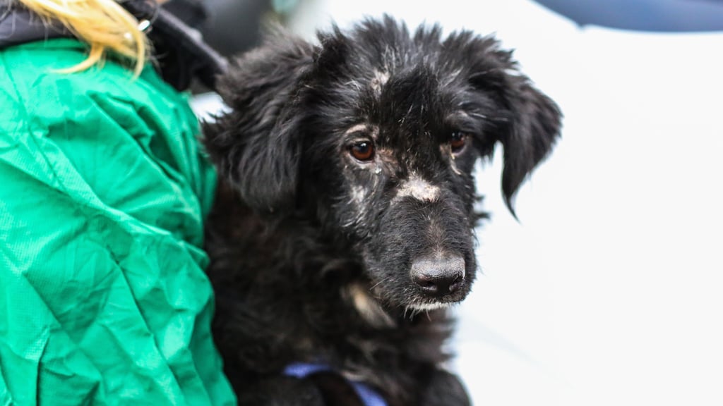 Razzia im Dezember 2024: Einer der geretteten Hunde
