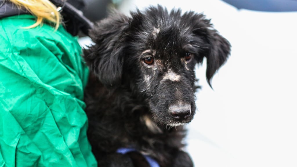 Razzia im Dezember 2024: Einer der geretteten Hunde