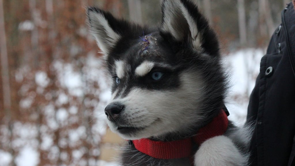 „Vido“ erholt sich dank liebevoller Betreuung zusehends von seinen schweren ersten Lebenswochen. (Handout)