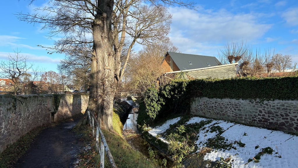 Entlang der Schrote in Magdeburg-Diesdorf stehen Bäume, deren Wurzeln den Gehweg behindern. 