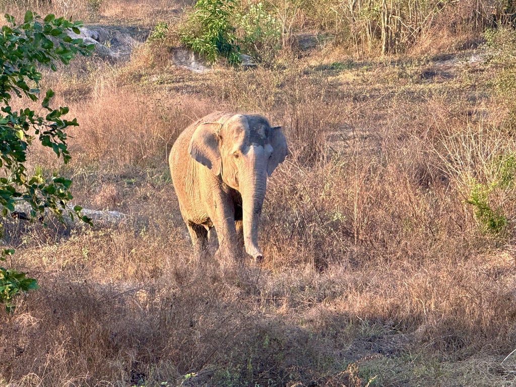 Asiatische Elefanten gelten als stark bedroht. (Archivbild)