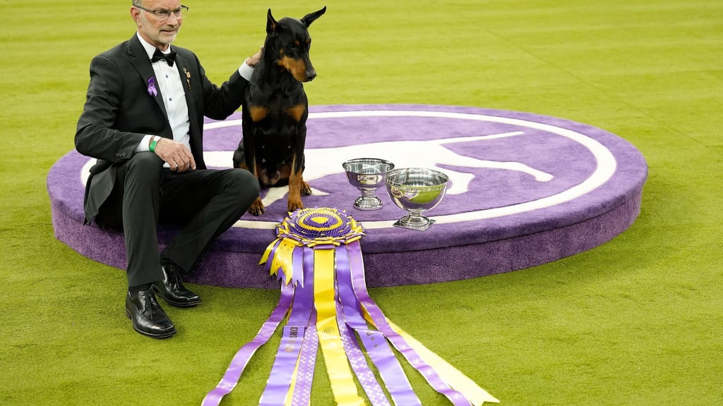 „Penny“, die Dobermann-Dame, ist die 42. weibliche Gewinnerin in der 150 Jahre alten Geschichte des Westminster-Hundewettbewerbs.