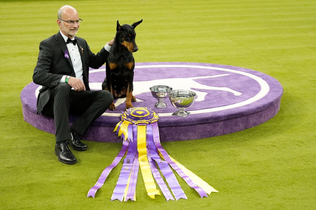 „Penny“, die Dobermann-Dame, ist die 42. weibliche Gewinnerin in der 150 Jahre alten Geschichte des Westminster-Hundewettbewerbs.
