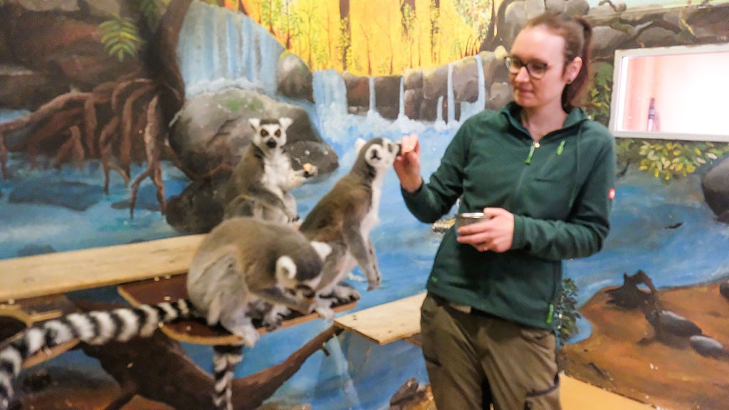 Die Kattas im Tierpark Wittenberg haben es gerne warm. Im Winter ist ihr Gehege deshalb beheizt.