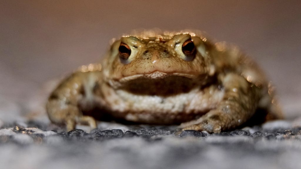Umweltmobile aus ganz Deutschland treffen sich an diesem Donnerstag in Naunhof bei Leipzig (Symbolbild).
