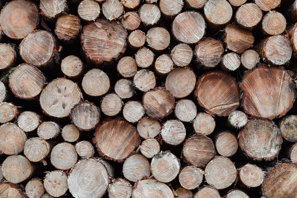 Im Winter ist Holzerntezeit - geschlagenes Holz stapelt sich am Wegesrand. (Symbolbild)