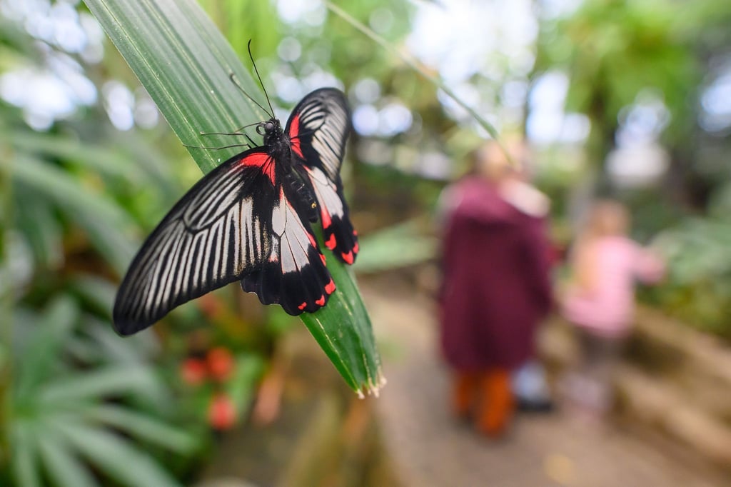 Ein Scharlachroter Ritter sitzt im Schmetterlingshaus vom Elbauenpark in Magdeburg auf einem Blatt einer Tropenpflanze.