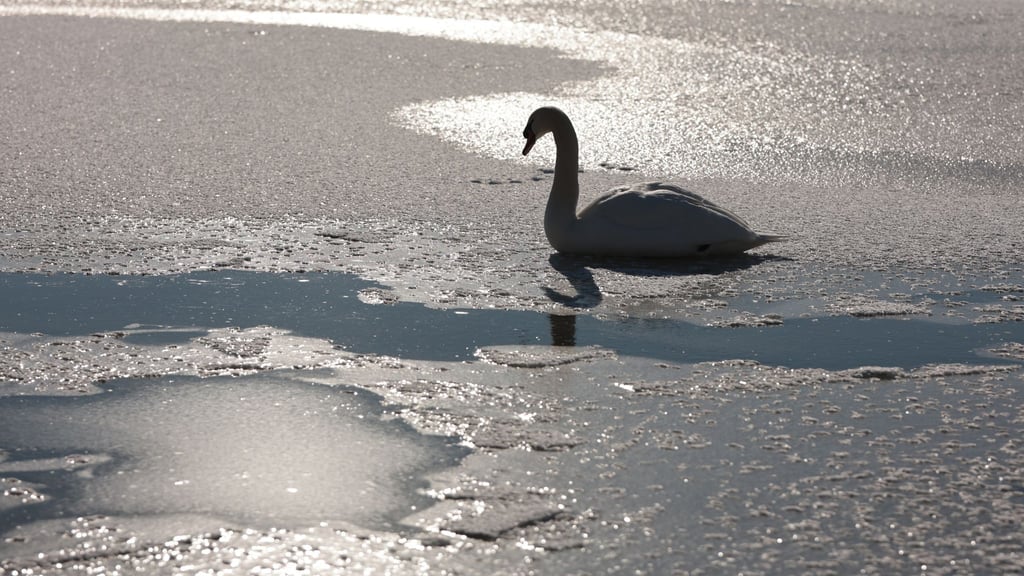 Die Rettung des festgefrorenen Schwans sei hochgefährlich, so der Wildtierexperte. (Symbolbild)