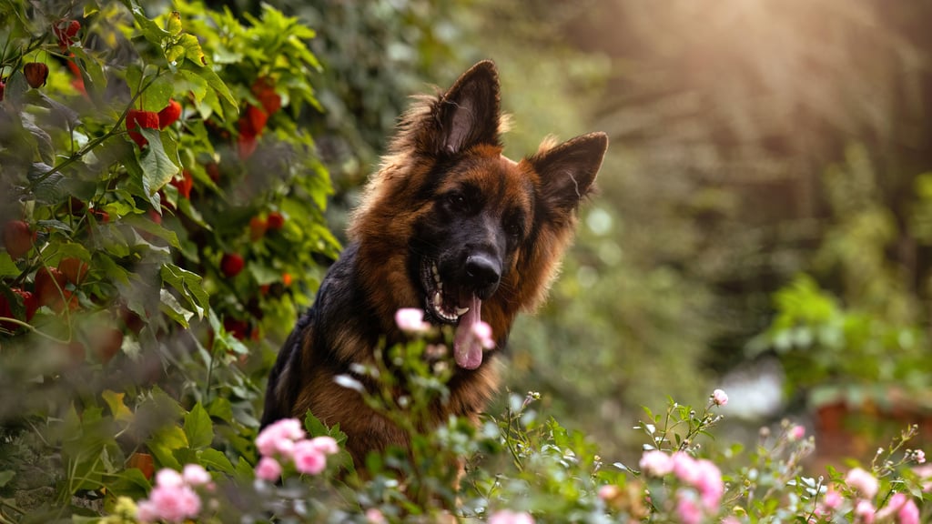 Hundebesitzer zahlen in Sachsen-Anhalt unterschiedlich viel Hundesteuer, denn diese ist Sache der Kommunen.