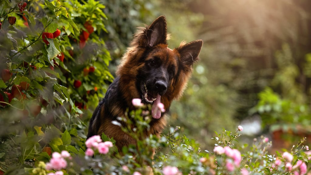 Hundebesitzer zahlen in Sachsen-Anhalt unterschiedlich viel Hundesteuer, denn diese ist Sache der Kommunen.