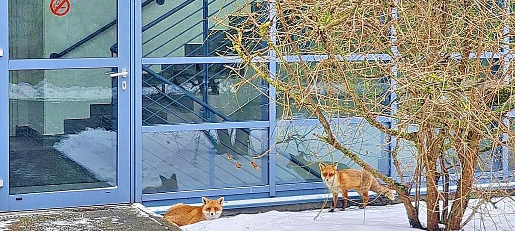 Zwei unerwartet zutrauliche Füchse haben am Mittwochvormittag, 4. Februar, im Städtischen Klinikum in Alten für Aufregung gesorgt. 