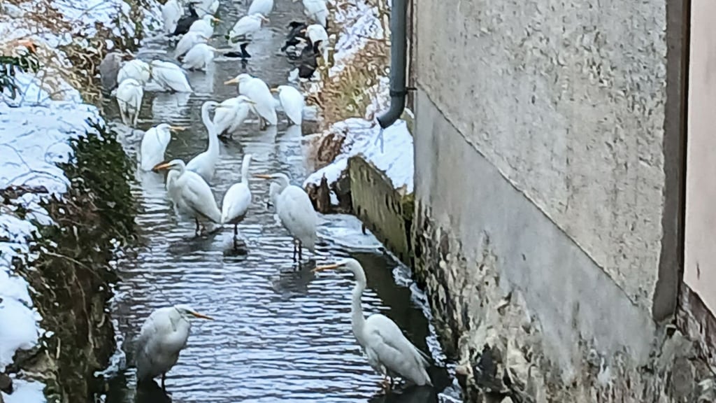 Silberreiher an einem kleinen Gewässerlauf in der Stadtmitte von Kalbe.