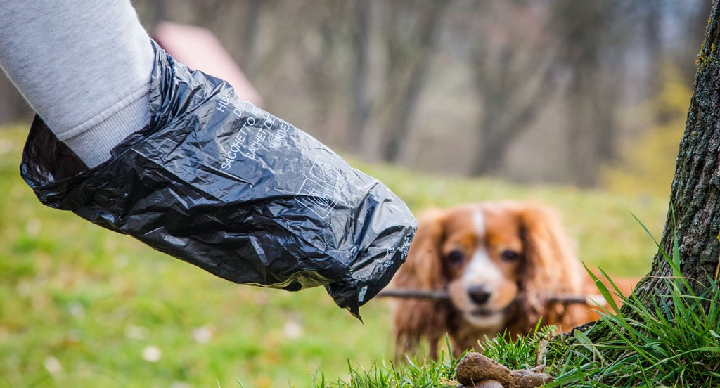 Es kann auch in Zeitz teuer werden, wenn Hundehalter beim Gassigang keine Hundekotbeutel dabei haben. 