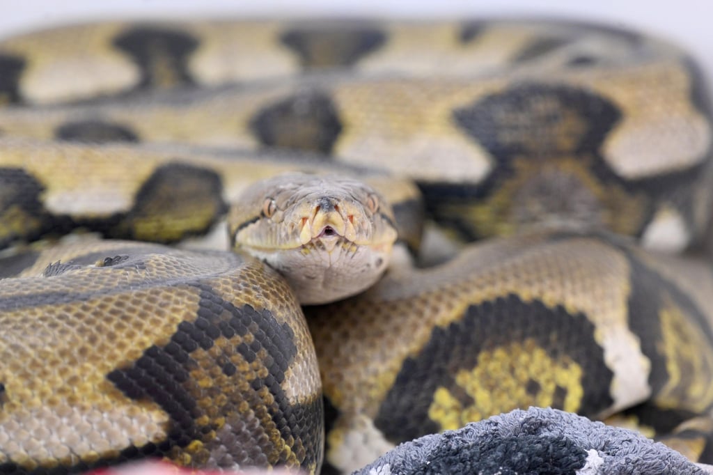 Die Landestierschutzbeauftragte in Brandenburg will die private Haltung von exotischen Reptilien - hier ein Netzpython - verbessern. (Symbolbild)