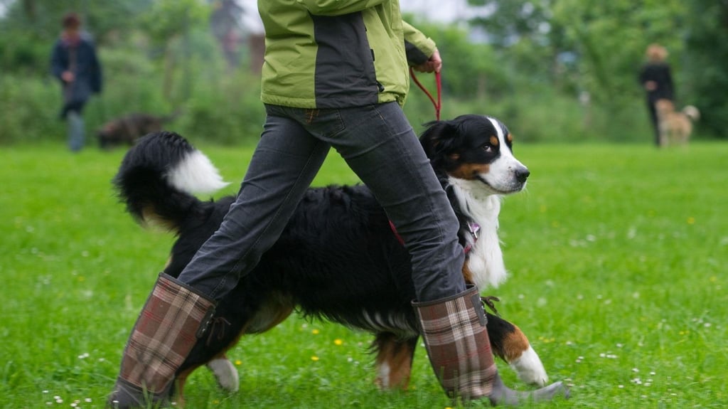 Ist ein Hundeführerschein sinnvoll? Nach einem Biss in Jerichow  fordert Peta einen Nachweis für Hundehalter in Sachsen-Anhalt.