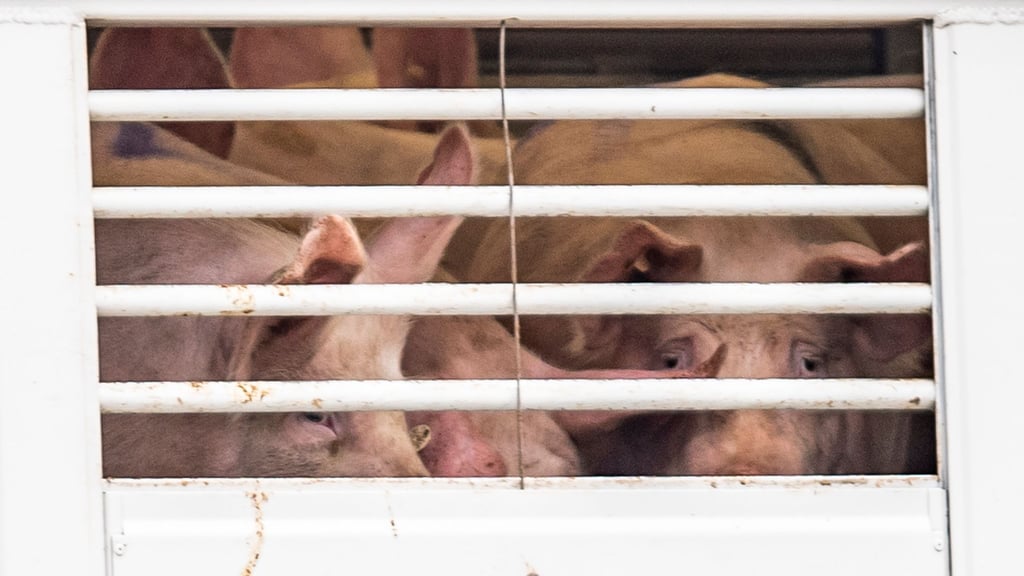 Ein Viehtransporter mit Ferkeln wurde auf einem Rastplatz an der Autobahn 9 gestoppt (Symbolbild)