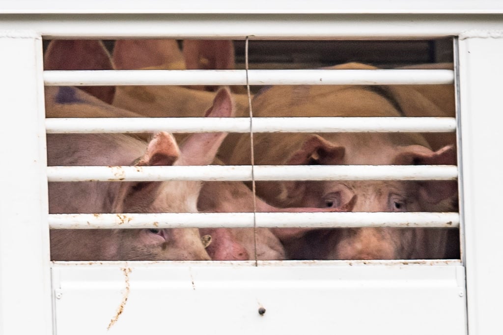 Ein Viehtransporter mit Ferkeln wurde auf einem Rastplatz an der Autobahn 9 gestoppt (Symbolbild)