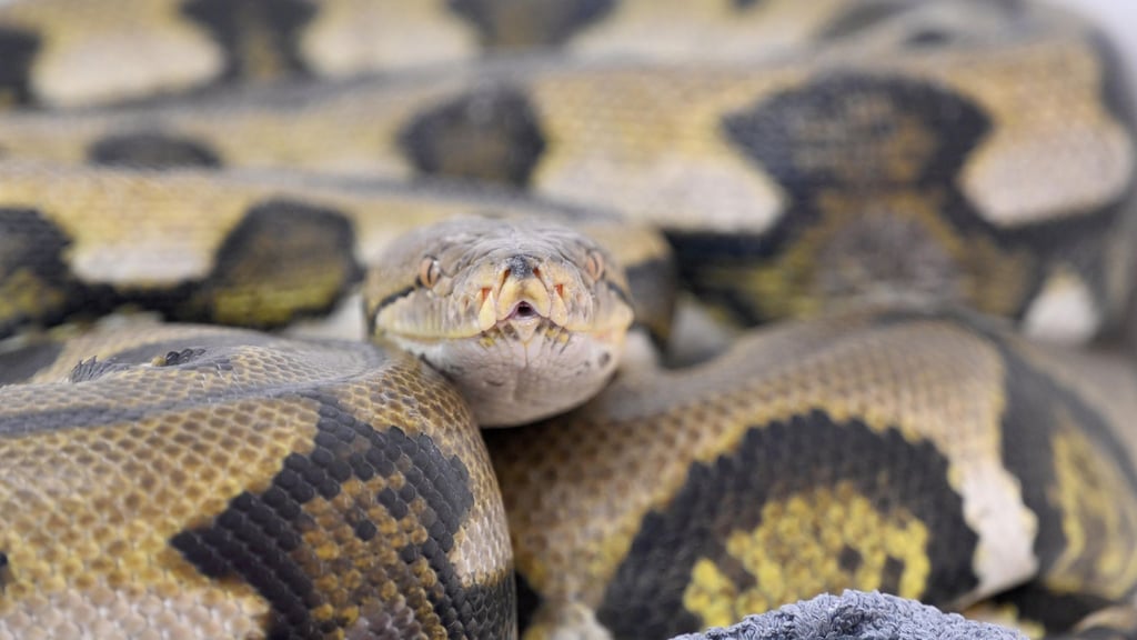 Die Landestierschutzbeauftragte in Brandenburg will die private Haltung von exotischen Reptilien - hier ein Netzpython - verbessern. (Symbolbild)