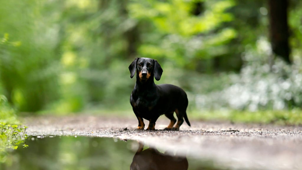 In den vergangenen Jahren haben sich immer mehr Sachsen-Anhalter einen Hund angeschafft. Das spült auch zunehmend mehr Steuern in die Stadtkassen.