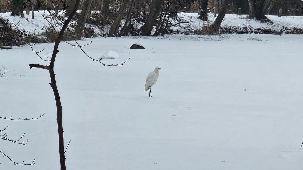 Der Stadtgraben in Gardelegen ist zugefroren. Für den Silberreiher ist das kein Problem, aber wie sicher ist das Eis für Schlittschuhläufer oder Spaziergänger?