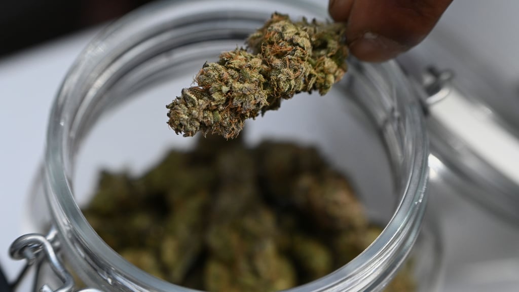 Cannabis wird für Menschen wegen seiner medizinischen Wirkung geschätzt. Für Hunde kann es aber besonders gefährlich sein.