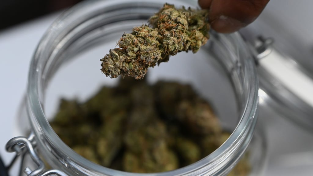 Cannabis wird für Menschen wegen seiner medizinischen Wirkung geschätzt. Für Hunde kann es aber besonders gefährlich sein.