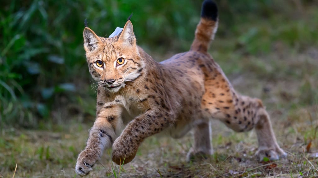 Der Bund für Umwelt und Naturschutz Deutschland hat ein Bildungsprojekt zum Luchs angekündigt (Archivbild).