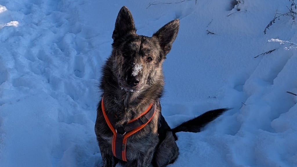 Wer hat Moses gesehen?