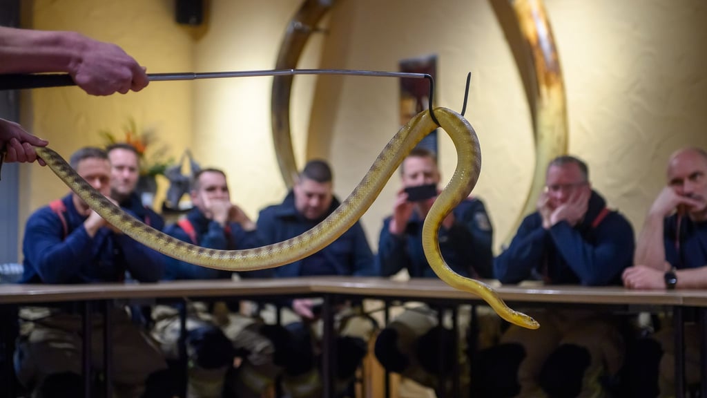 Im Zoo Magdeburg werden Feuerwehrleute geschult für den Umgang mit einer Schlange.