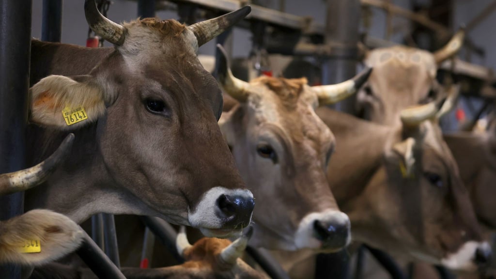 Das Land Niedersachsen will weg von der sogenannten Anbindehaltung für Rinder. (Archivbild)
