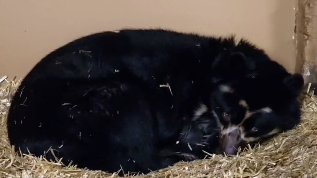 Für Brillenbärenweibchen Tinka ist es der erste Wurf.